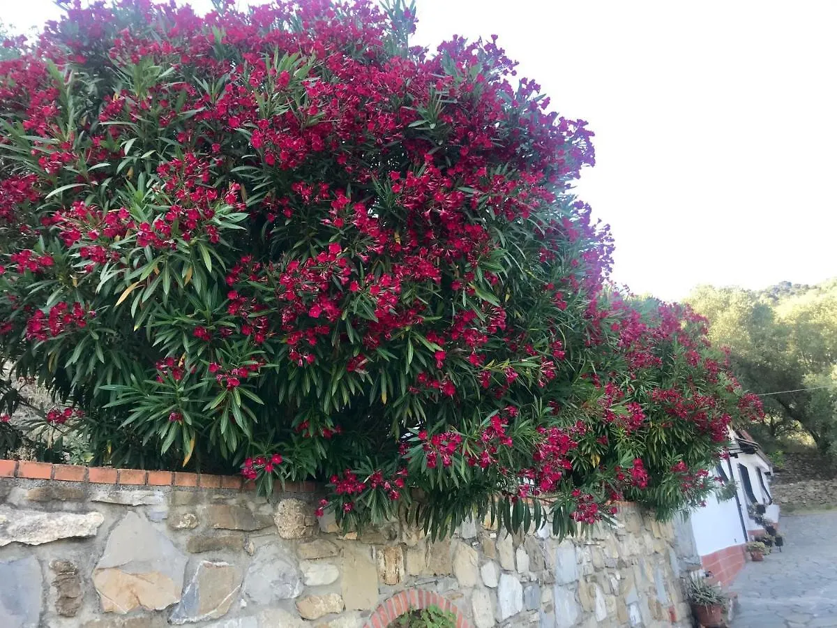 Casa Uliveto Villa Diano San Pietro Holiday home